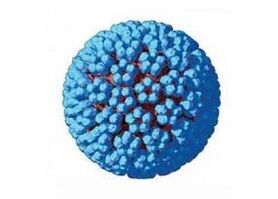 Vie di infezione da papillomavirus umano